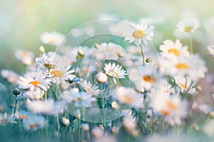 Daisy illuminated with sunlight