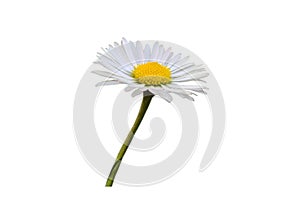 Daisy Intensive Isolated photo