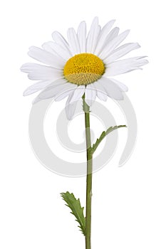 Daisy isolated on white photo