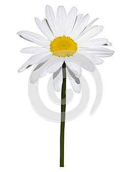 Daisy isolated on white background