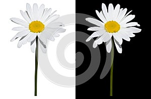 Daisy isolated on white and black background