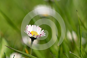 A daisy in the lawn - close up