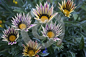 Daisy like flower with striped purple and white petals - Gazania