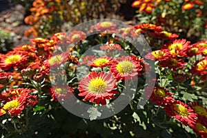 Daisy-like flowers of red and yellow Chrysanthemum
