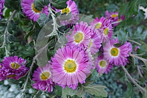 Daisy like pink and white flowers of semi-double Chrysanthemums in October
