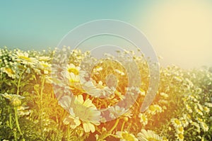 daisy like white flower in flower field or garden