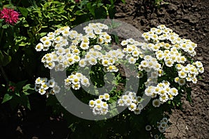 Daisy-like white flowers of Tanacetum parthenium in June