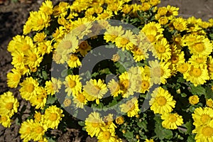 Daisy like yellow flowers of Chrysanthemum in October
