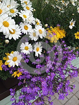 Daisy lobelia balcony