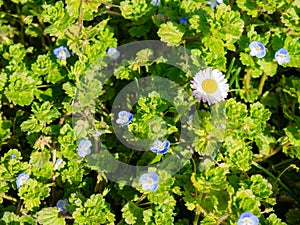 Daisy lost among wild flowers photo