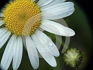 Daisy macro