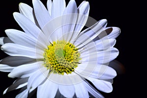 Daisy macro on black background