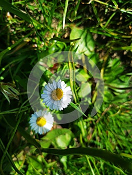 Daisy macro photo shoot