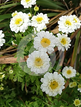 Daisy macro summers day