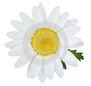 Daisy Margerite with green leaves isolated, including clipping path photo