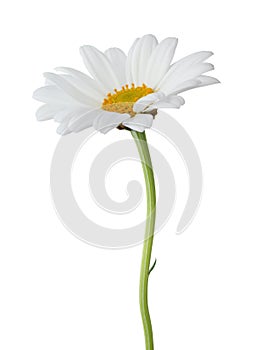 Daisy Margerite isolated on white background, including clippi photo