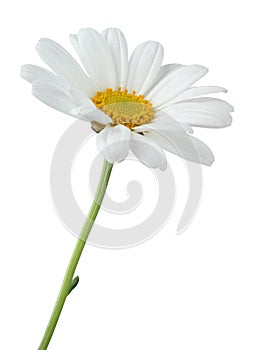 Daisy Margerite isolated on white background, including clipping path. photo