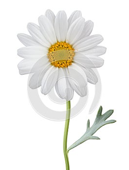 Daisy Margerite isolated on white background, including clipping path. photo