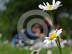 Daisy meadow as a resting place