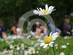 Daisy meadow as a resting place