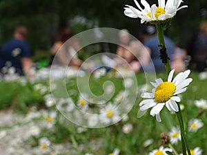 Daisy meadow as a resting place