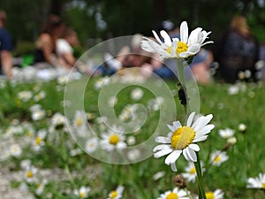 Daisy meadow as a resting place