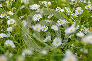 daisy meadow close up in spring