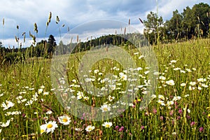 daisy on meadow, common daisy in latin Bellis perennis