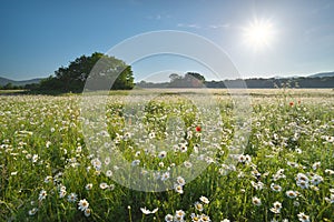 Daisy meadow at day