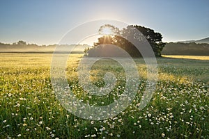 Daisy meadow on foggy morning