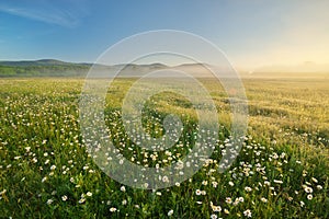 Daisy meadow on foggy morning