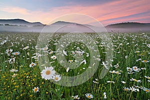 Daisy meadow on foggy morning