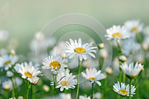 Daisy in a meadow and garden