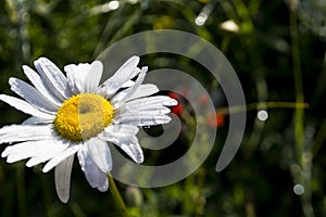 Daisy in the meadow in the morning