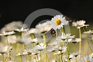 daisy on the meadow a spring morning close up of fresh daisies growing backlit by rising sun may poland