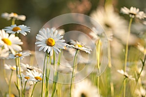 daisy on the meadow a spring morning close up of fresh daisies growing backlit by rising sun may poland