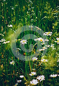 Daisy meadow in summer, green grass and blooming flowers, chamomile field as spring nature and floral background