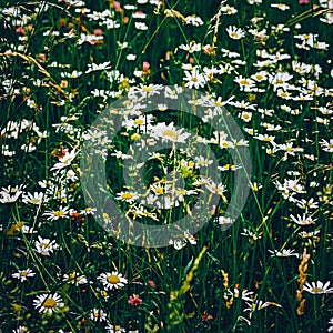 Daisy meadow in summer, green grass and blooming flowers, chamomile field as spring nature and floral background