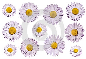 Daisy or moonflower or marguerite flower isolated on transparency.