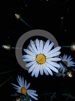 Daisy at night