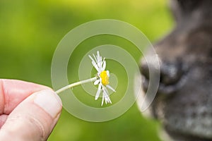 Daisy by the nose of a dog