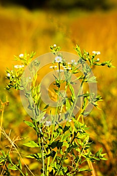 Daisy or not daisy, but alone in field of other wisted flowers