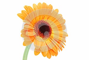 Daisy orange