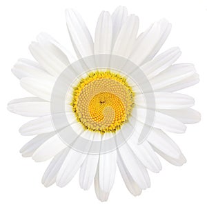 Daisy Oxeye Isolated Macro Closeup