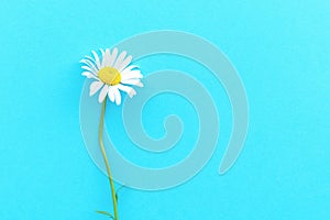 Daisy pattern. Flat lay spring and summer chamomile flowers on a blue background. Top view