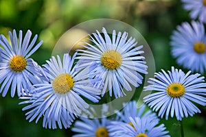 Daisy penumbra garden. Beautiful nature scene with blooming chamomile. Chamomile spring flower landscape. Summer chamomile