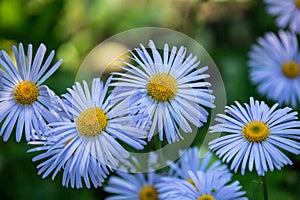 Daisy penumbra garden. Beautiful nature scene with blooming chamomile. Chamomile spring flower landscape. Summer chamomile photo