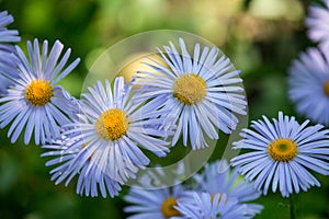 Daisy penumbra garden. Beautiful nature scene with blooming chamomile. Chamomile spring flower landscape. Summer chamomile photo