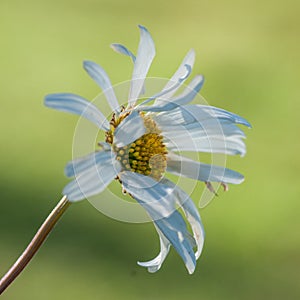 Daisy Petals Awry