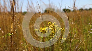 Daisy Petals and bulbs of flowers on a stem close up with wheat fields